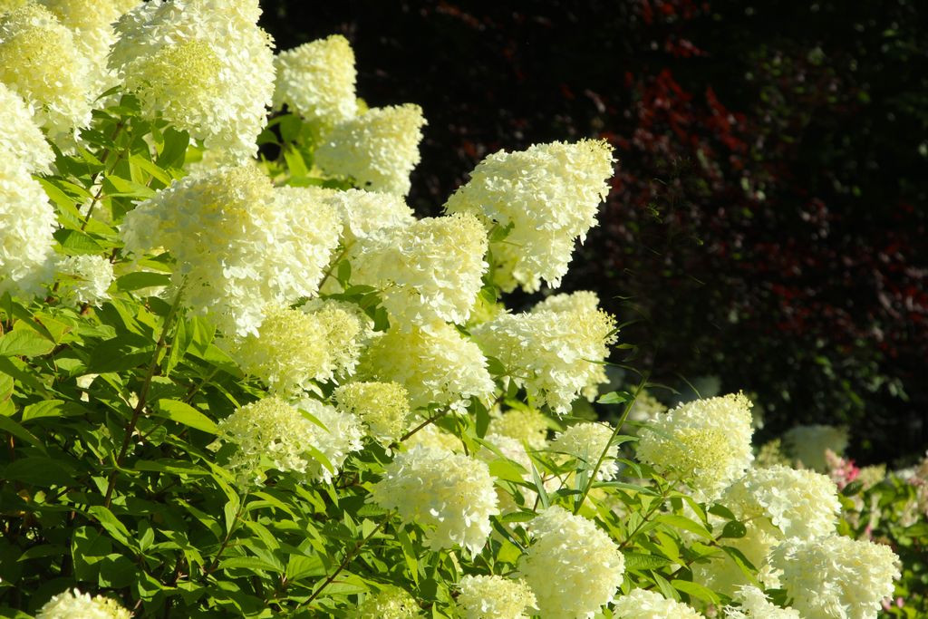 Ogród botaniczny